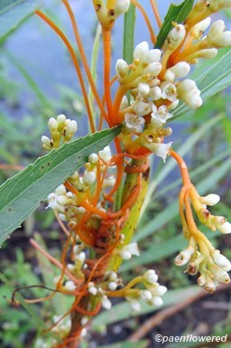Common Dodder Common Dodder - Flora of Pennsylvania
