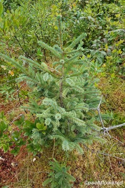 Immature spruce