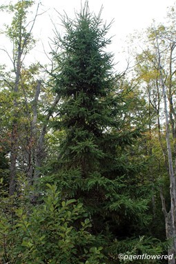 Black spruce