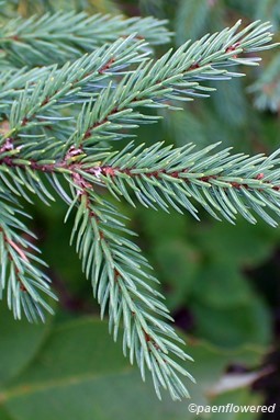 Branch with needles
