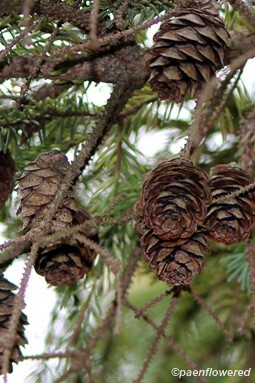 Ovulate (seed) cones
