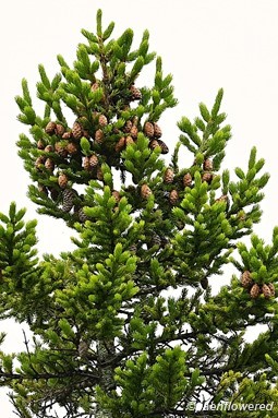 Tree with cones