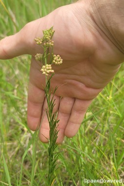 Foliage & flower buds