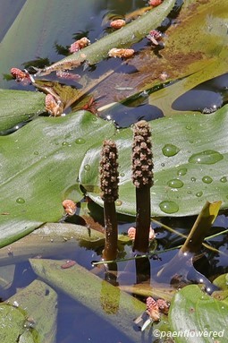 Plants in flower