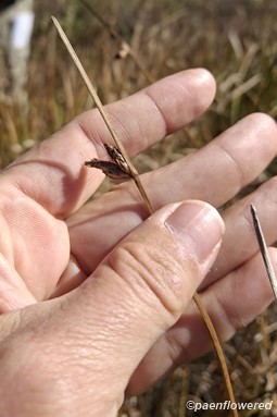 Spikelets