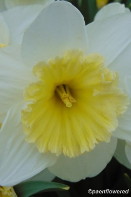 Common daffodil