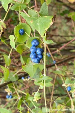 Leaves and fruit