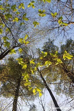 Spring leaves