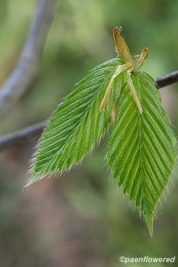 Early leaves