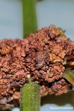 Mature fruit