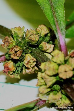 Immature fruit