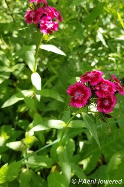 Plant form