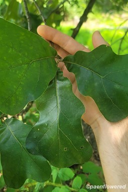 Leaves
