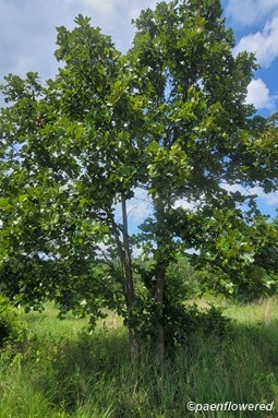 Tree in barrens 