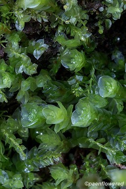 Pellucid four-toothed moss - Flora of Pennsylvania