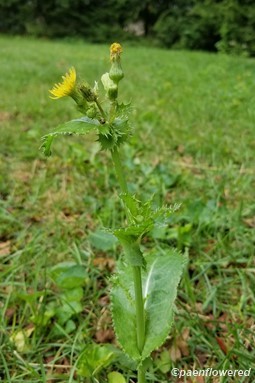 Plant form & habitat