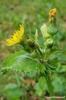 Flower and leaves