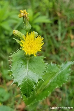 Plant form