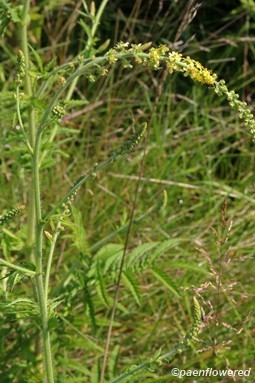Swamp agrimony