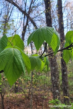Foliage on a young tree