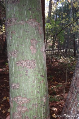 Bark on mature tree