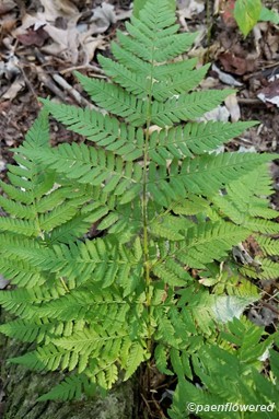 Dryopteris