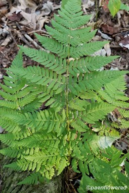 Intermediate fern