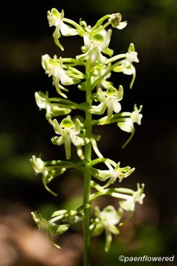 Padleaf orchid