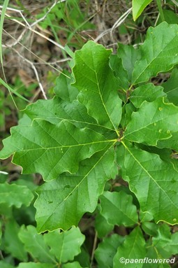 Foliage