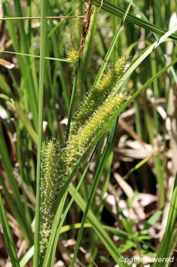 Culms with spikelets