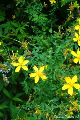 Perforate St.-Johns-wort