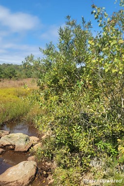 Tree in habitat 