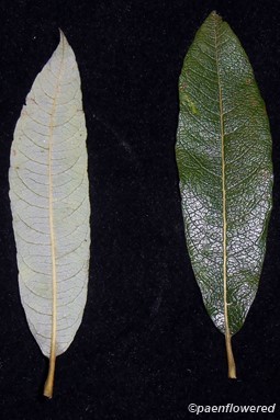 Upper and lower surface