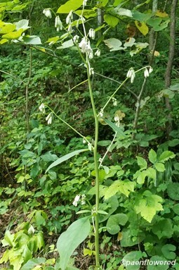 Flower heads