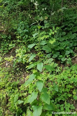 Plant form & habitat