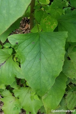 Lower leaf variation