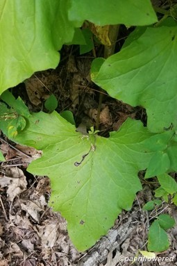 Lower leaf shape