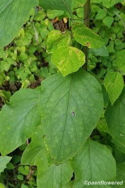 Upper leaves