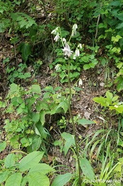 Flowers and upper leaves