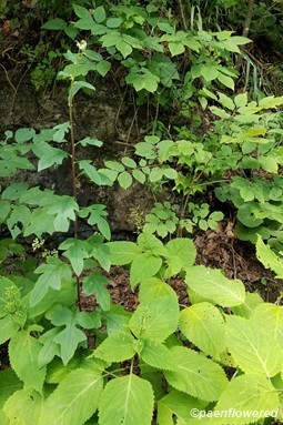 Growing with Collinsonia canadensis