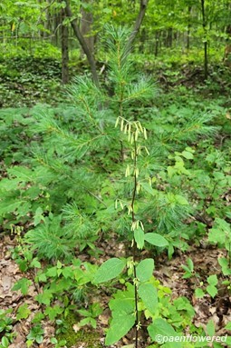 Plant in early flower