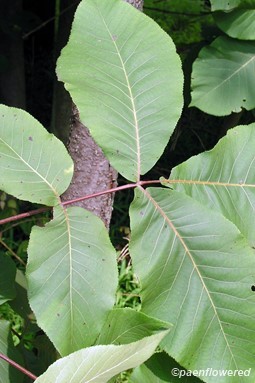 Shagbark hickory