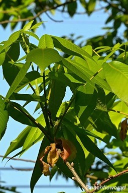 Young leaves