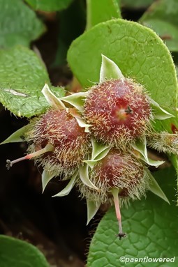 Ripening fruit (capsules)