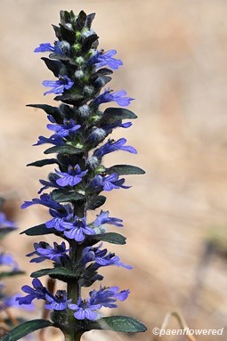 Inflorescence