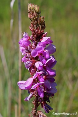 Close-up of flowers
