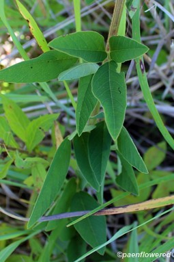 Leaves