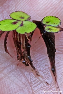 Fronds, with Roots and Adherent Debris