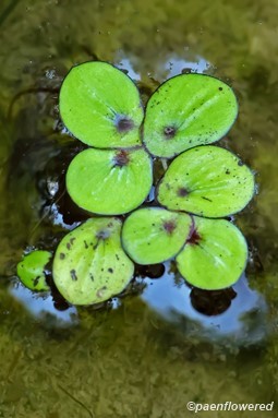 Floating Fronds