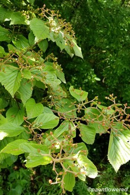 Forming fruits